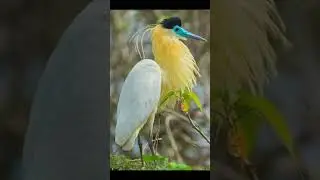 2024 heron and 5000bce heron || Past animals ||