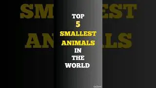 Top 5 smallest Animal in the World!! 
