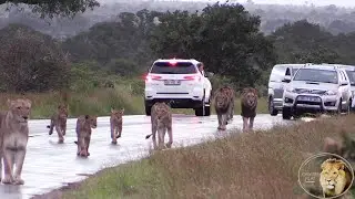 Best Footage Of The 'Shish' Lion Males And The Satara Lion Pride With Cubs