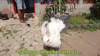 Betina diculik, Pejantan Kalkun Ngamuk, Kameramen Tidak selamat kena Slepet...