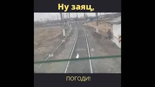 Заяц 