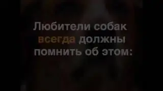 Всем любителям собак рекомендовано