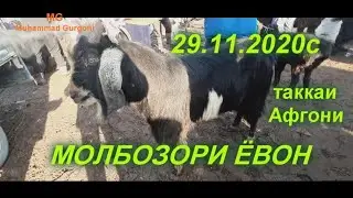 Молбозори Ёвон нархи кунчора ва моли майда гови чушо
