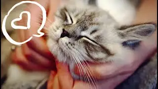 MEET THIS CUTE SIBERIAN KITTEN | kittens first week home