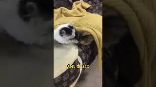 #shorts #cat Кіт оберігав свою вагітну подружку перед появою котенят, коли вони зʼявилися сидів біля