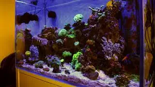 Acuario 20171126 HD