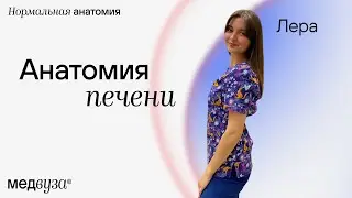 Анатомия печени | Нормальная анатомия человека