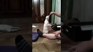 Прикол