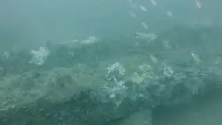 Diving 9 Mile Beams Reef - Preview clip