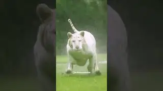 Liger? Tiger? It’s a tiger.