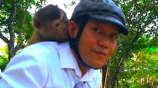 Nervous monkey Hatha bites human's neck coz of bad tempered