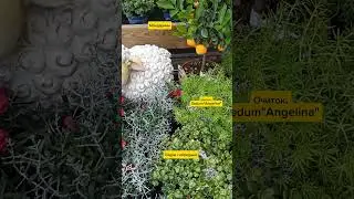 08.08.24г🌹Супер Мило!!!😊
