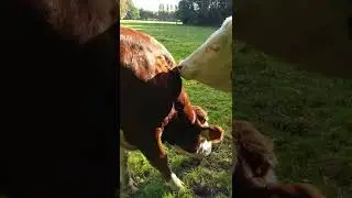 Cow eats, cow grooms, birds sing #shorts
