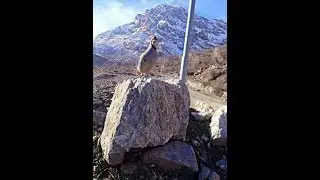 Chukar Partridge - keklik
