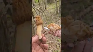 Стручек? Смарчек ?