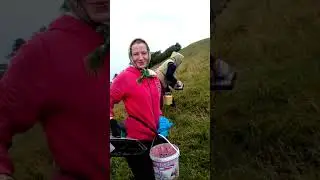 Заробіток в Карпатах на ягодах. Колочава, гора Цевела