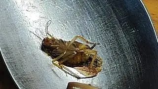 ЕДА ДЛЯ ТАРАКАНА🐞Как Поймать ТАРАКАНОВ?