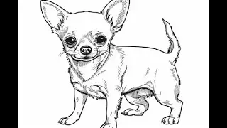 Draw chihuahua