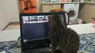Cat vs Vim (A kitty guide to vim)