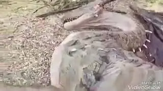 - -العثور على تنين مخيف في محافظة أبين جنوب اليمن😧!!