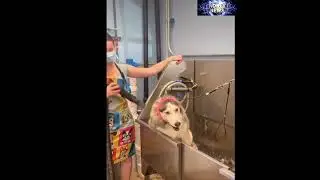 Lustige Husky #husky #huskies