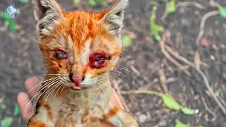 Crying Blind Kitten Dumped by Cruel Owners Brilliantly Saved by Viktor Larkhill's VET Rescue Team