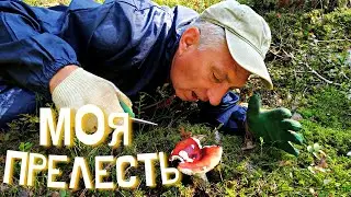 СЕКРЕТЫ ГРИБНОГО КОПА, О КОТОРЫХ НИКТО НЕ ГОВОРИТ