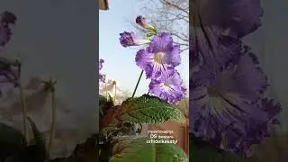 Стрептокарпус DS- февраль