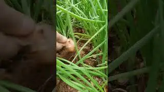 Taze soğan hasatı (onion harvest) 