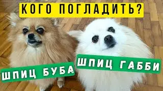 Смешные померанские шпицы Габби и Буба