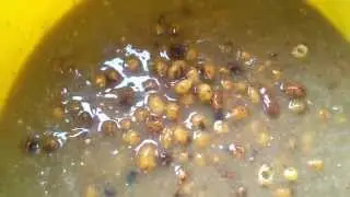 Tiger nuts