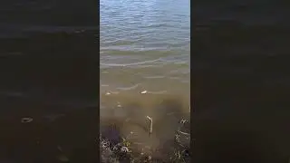 Карась #рыбалка #fishing