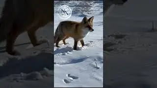 Ezo Red Fox 🦊#ytshorts #youtubeshorts #viral #shortsvideo #EzoRedFox #ytshorts #animals #Wildlife