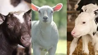 Launching Tonisity Ruminant Range: Boost Gut Health & Farm Performanc
