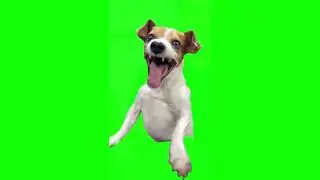 Dog funny laughing||Meme template|||🤣🤣