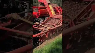 Loading Onions #johndeere #grimme #onion #harvest #tractor #farming #subscribe #zwiebeln #uien #new