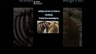 Дикая львица