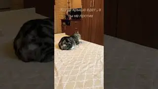Котики и домашняя шиза 😁