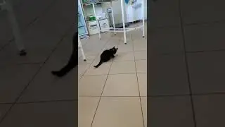 Кисик добытчик