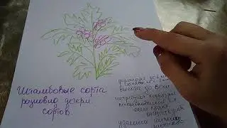 ХАРАКТЕРИСТИКА И ФОРМИРОВАНИЕ ШТАМБОВЫХ СОРТОВ ТОМАТОВ 🍅🍅🍅