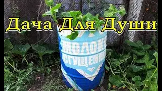 Barrel gardening: a new way to grow CUCUMBERS👍👍👍