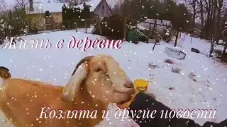 Деревенские будни. Дрова козы и коровы.