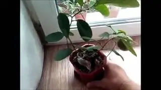 Плод лимона, вырастить лимон дома
