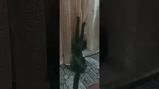 Котик зацепился