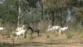First  longbow goat