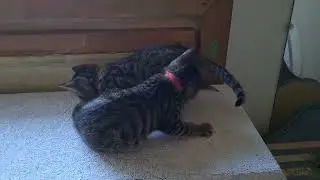 chasing tails: easier with two