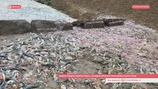 В Соболевском районе Камчатки обнаружили свалку рыбных отходов