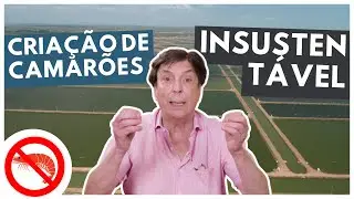Carcinicultura: um flagelo do Nordeste