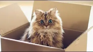 Почему кошки любят коробки?