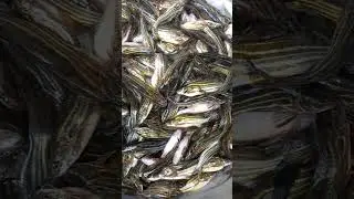 Mystys Fish #shorts #funnyvideo